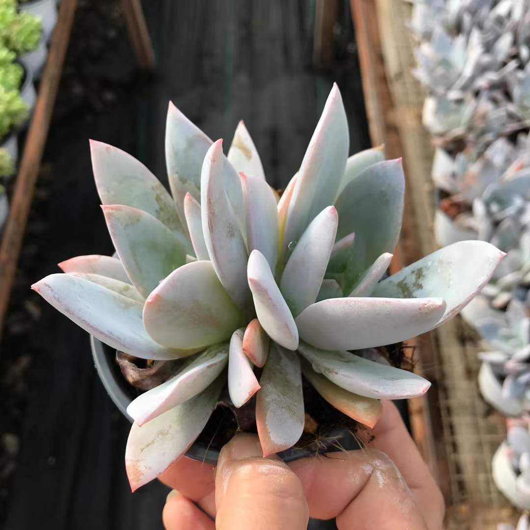 No.350 ❁リトルコンチ❁ 抜き苗 多肉植物 寄せ植え 多肉植物 リトルコンチとおまけ達⁎ᵕᴗᵕ⁎)抜き苗ꔛ♡˒˒ - メルカリ