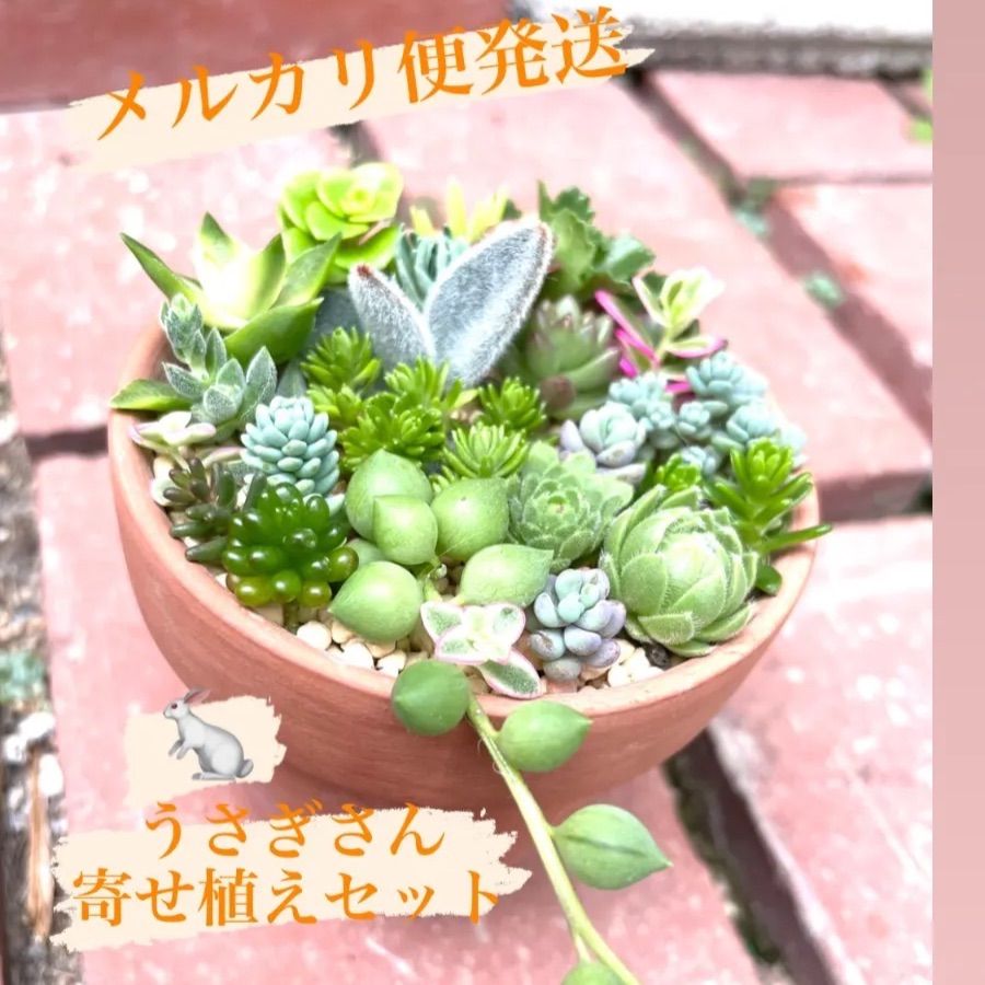 ☆うさぎさん入り☆多肉植物寄せ植えセット☆25種類30カット以上