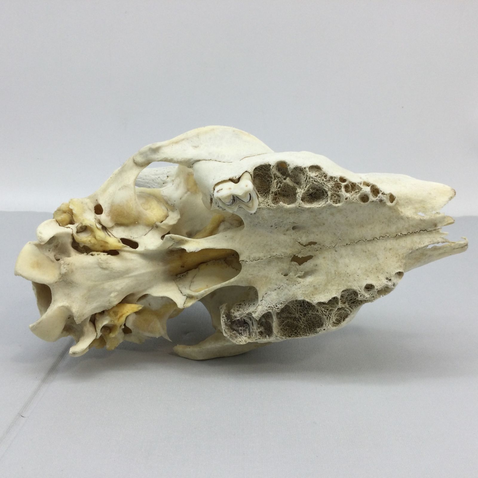 6168 カモシカ 頭蓋骨 標本風 自然採取品 骨格標本風 角付き