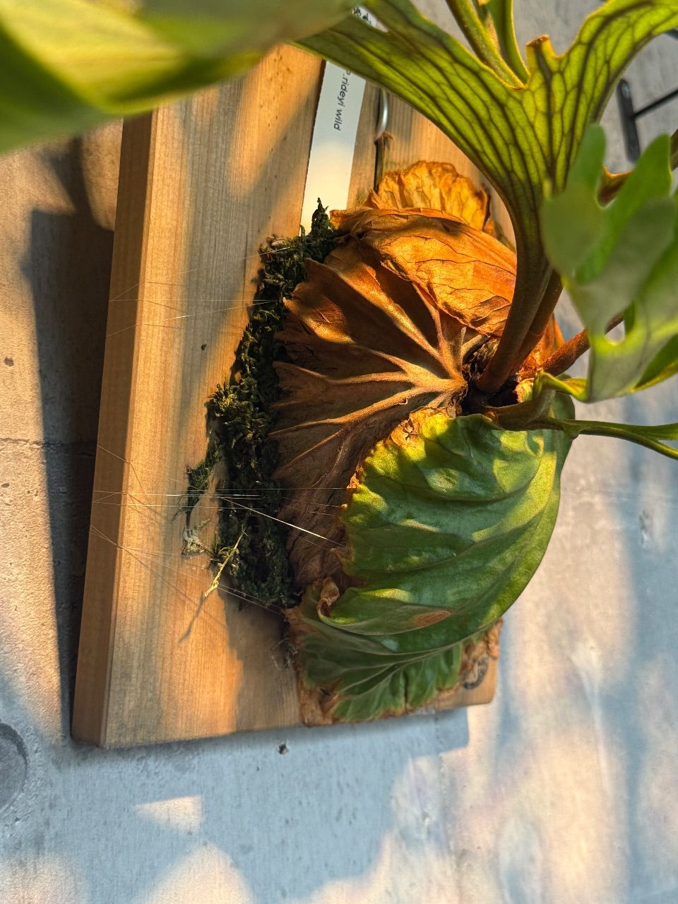 ビカクシダ ワイルドリドレイ - メルカリ