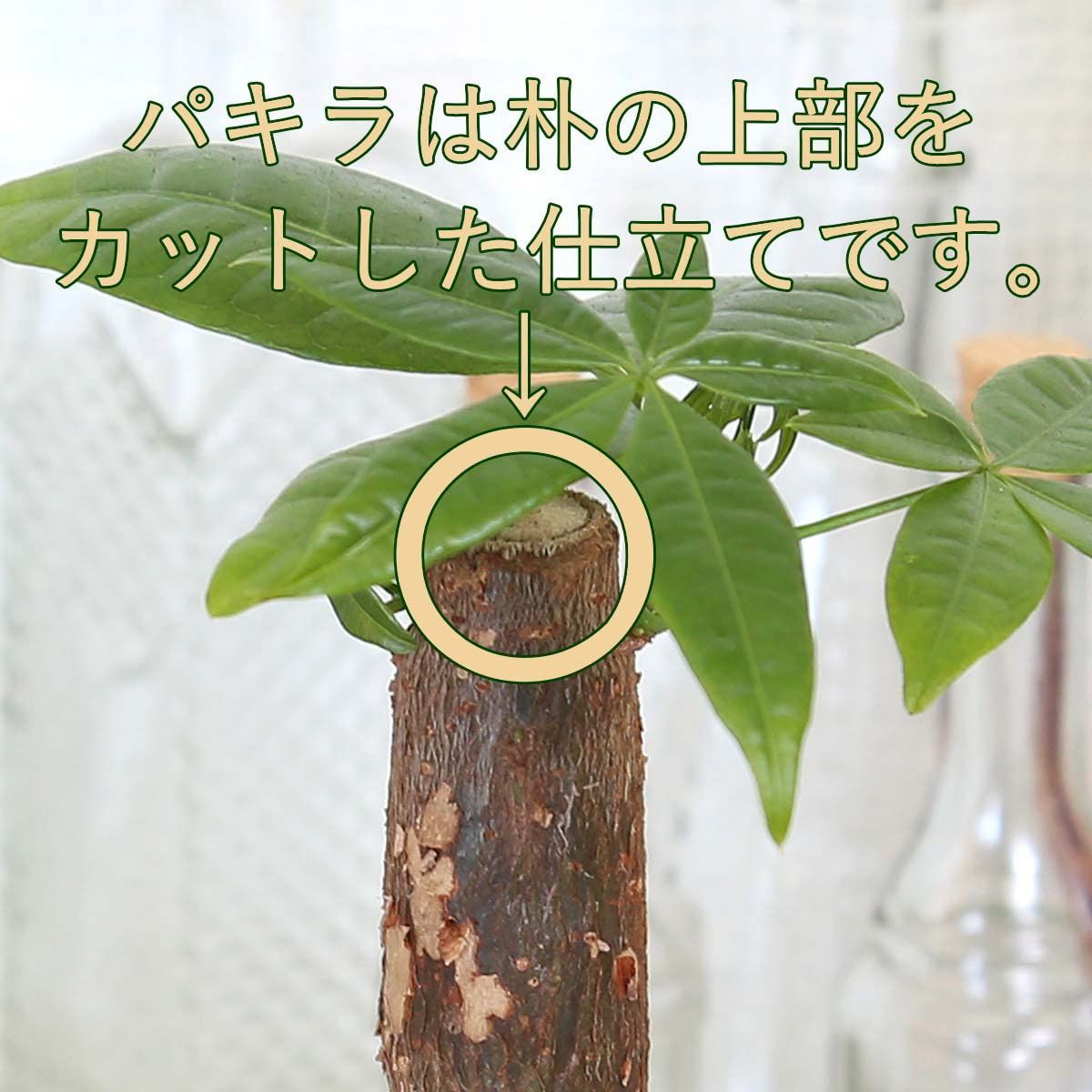 パキラとガジュマルの木 レインボークリスタル