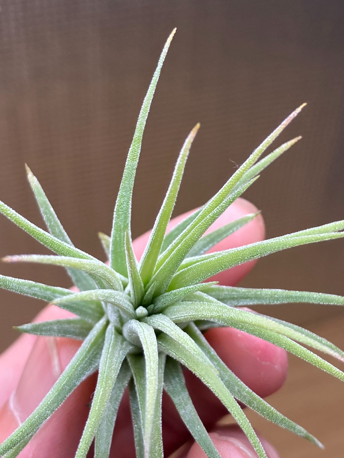 新品 未使用品 袋帯 鏡仕立て 正絹 創作辻ヶ花 留袖 開き仕立て