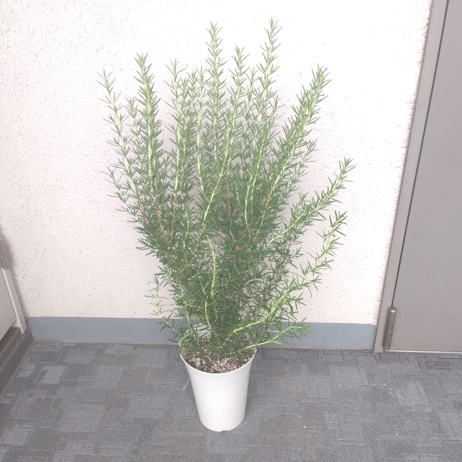 ローズマリー様専用 【公式通販】