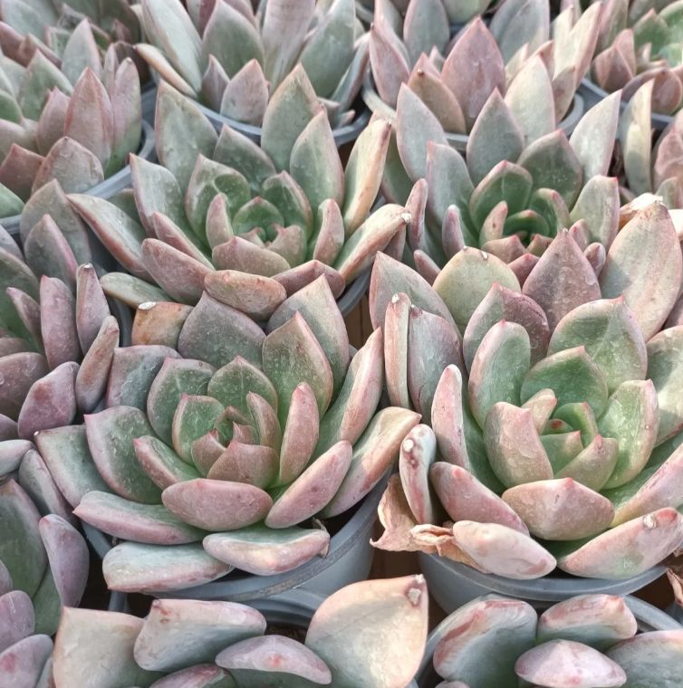 50株の抜き苗セット】エレン錦 多肉植物 佐川急便発送 エケベリア 韓国苗