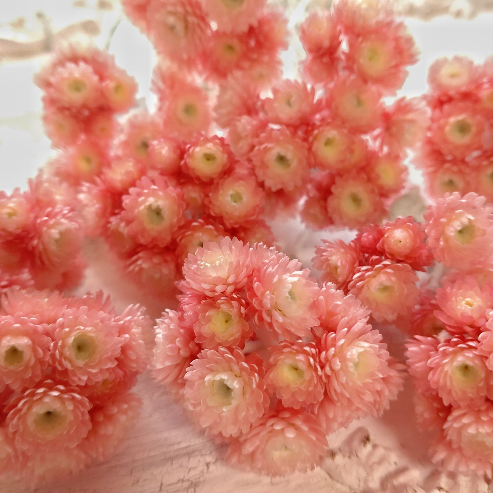 ドライフラワー　訳あり　ルビークラスター ドライフラワー訳ありルビークラスター