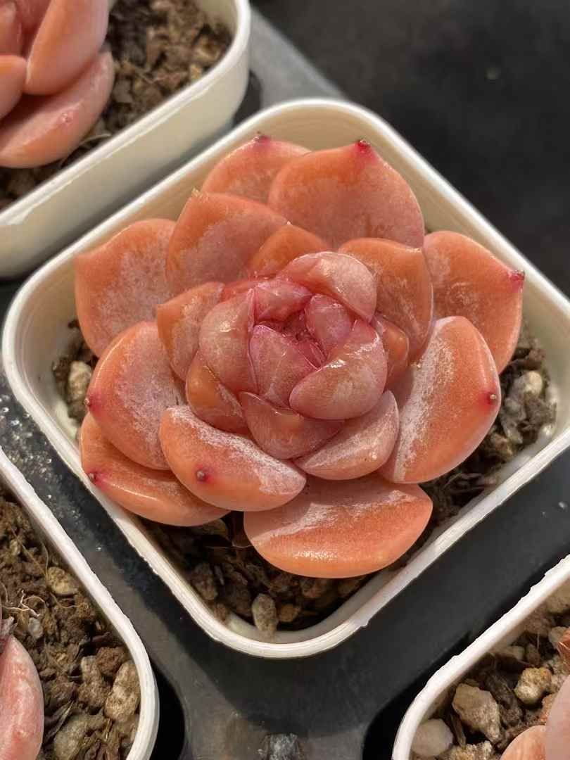 新入荷 クリームベリー 鮮やかな72苗セット 大苗 土と根付き 多肉植物