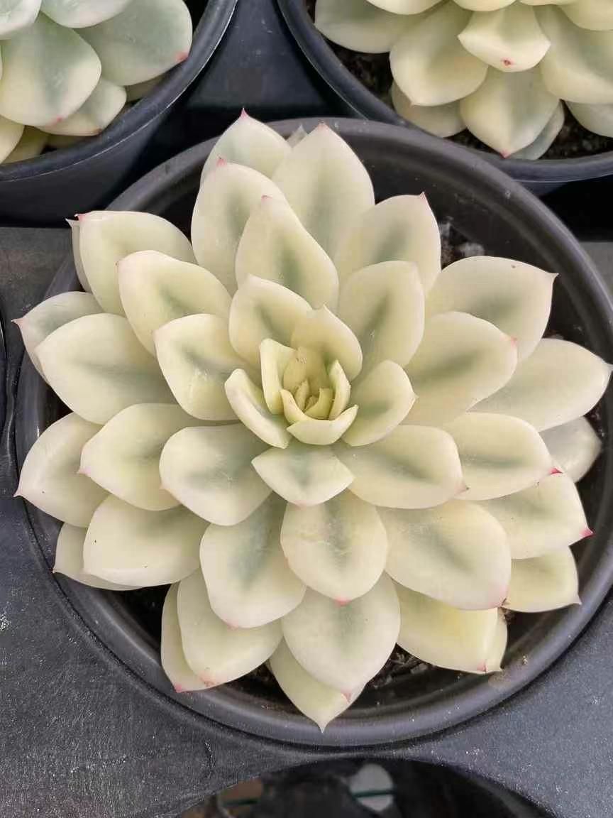 40株の抜き苗セット】翡翠ジェニー 多肉植物 佐川急便発送 エケベリア