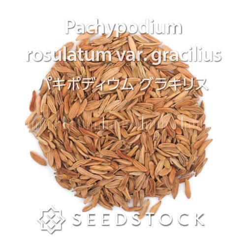 パキポディウムの種 Pachypodium rosulatum var. gracilius 100粒 ゆうパケット発送