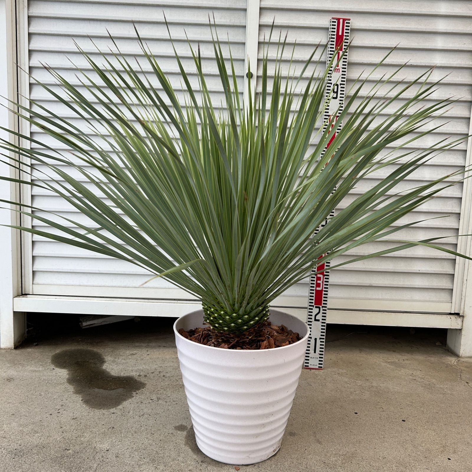 観葉植物 ユッカ ロストラータ 【A】観葉植物 ドライガーデン 鉢付き