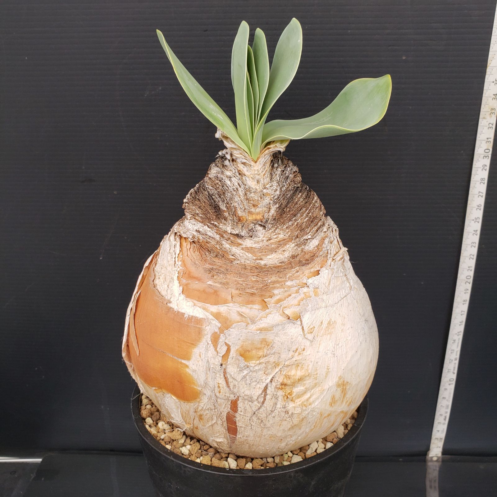 11/11限定特価！ 大株 発根開始 現地球 ブーファン ハエマンソイデス