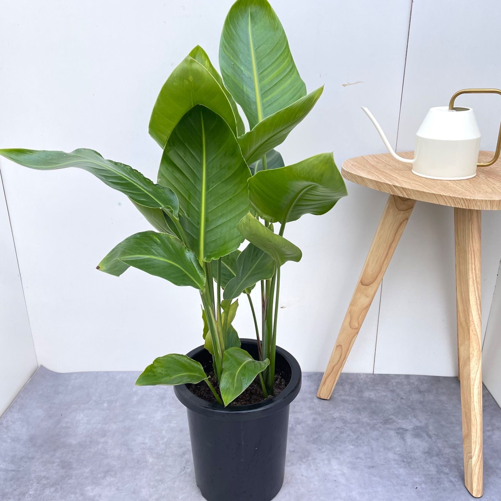 ストレチア オーガスタ 2【現品】観葉植物 室内 大型 ストレチア ストレチア オーガスタ 2【現品】観葉植物 室内 大型 ストレチア