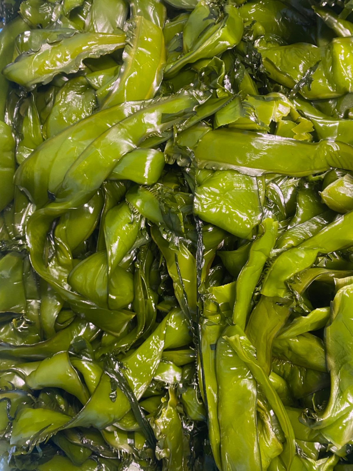 新芽わかめ　宮城県石巻産　専用 新芽わかめ 宮城県石巻産 新もの！