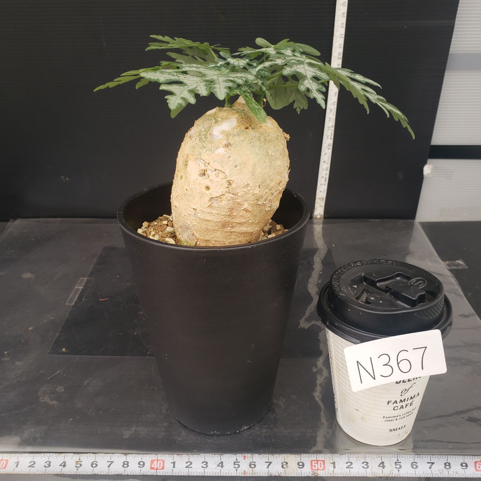 アデニア　ペリエリ　現地球 珍 丸型 アデニア ペリエリ 現地球 塊根植物 検索:パキプス