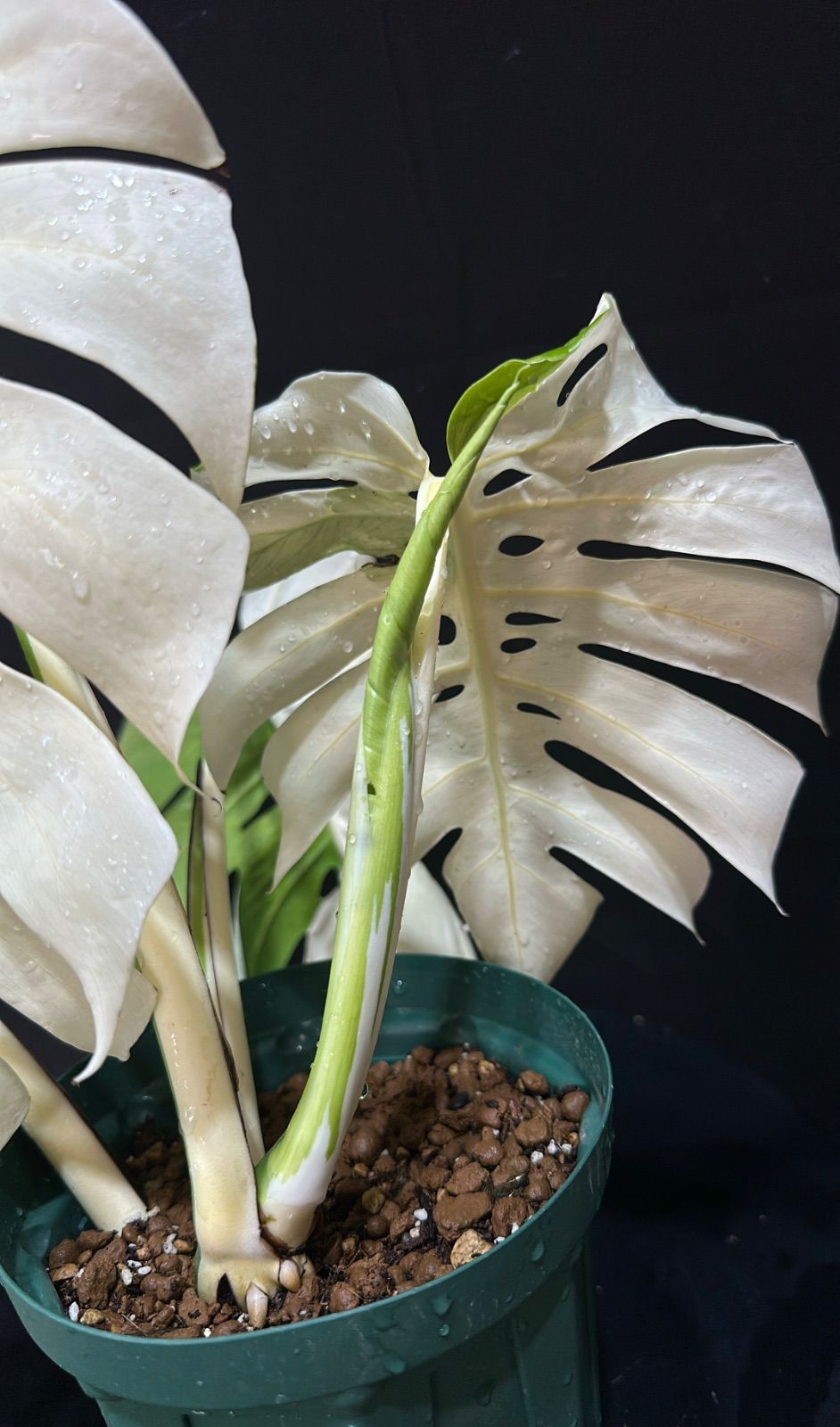 発根済み！超特大葉36㎝！超極太茎3㎝！斑入りモンステラ 超