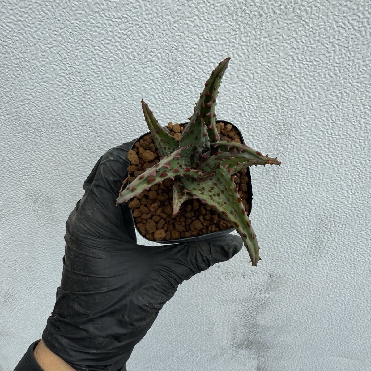 Aloe castilloniae アロエ カスティロニアエ 大型強棘タイプ カット苗