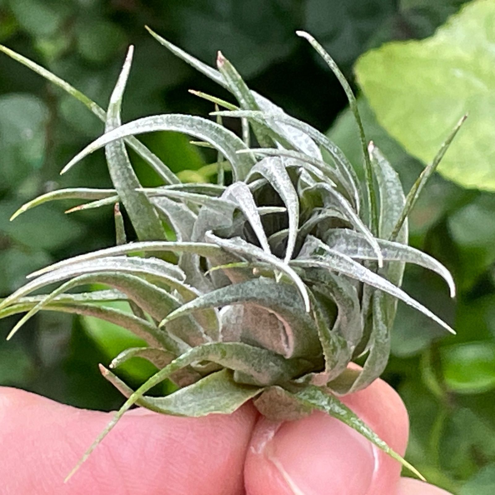 ティランジア　カウツキー　ミュータントフォルム ティランジア カウツキー ミュータントフォルム チランジア