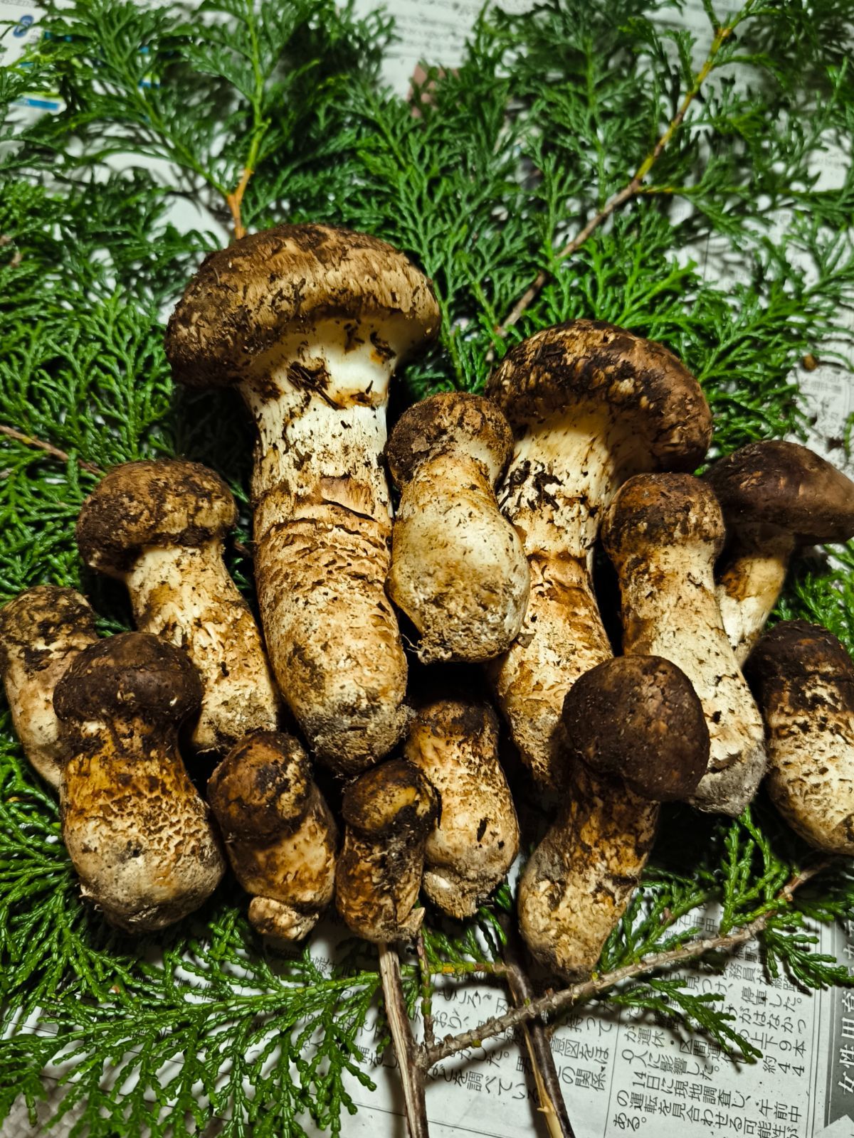 岩手県産 松茸 岩泉 田老 初松茸 初売り