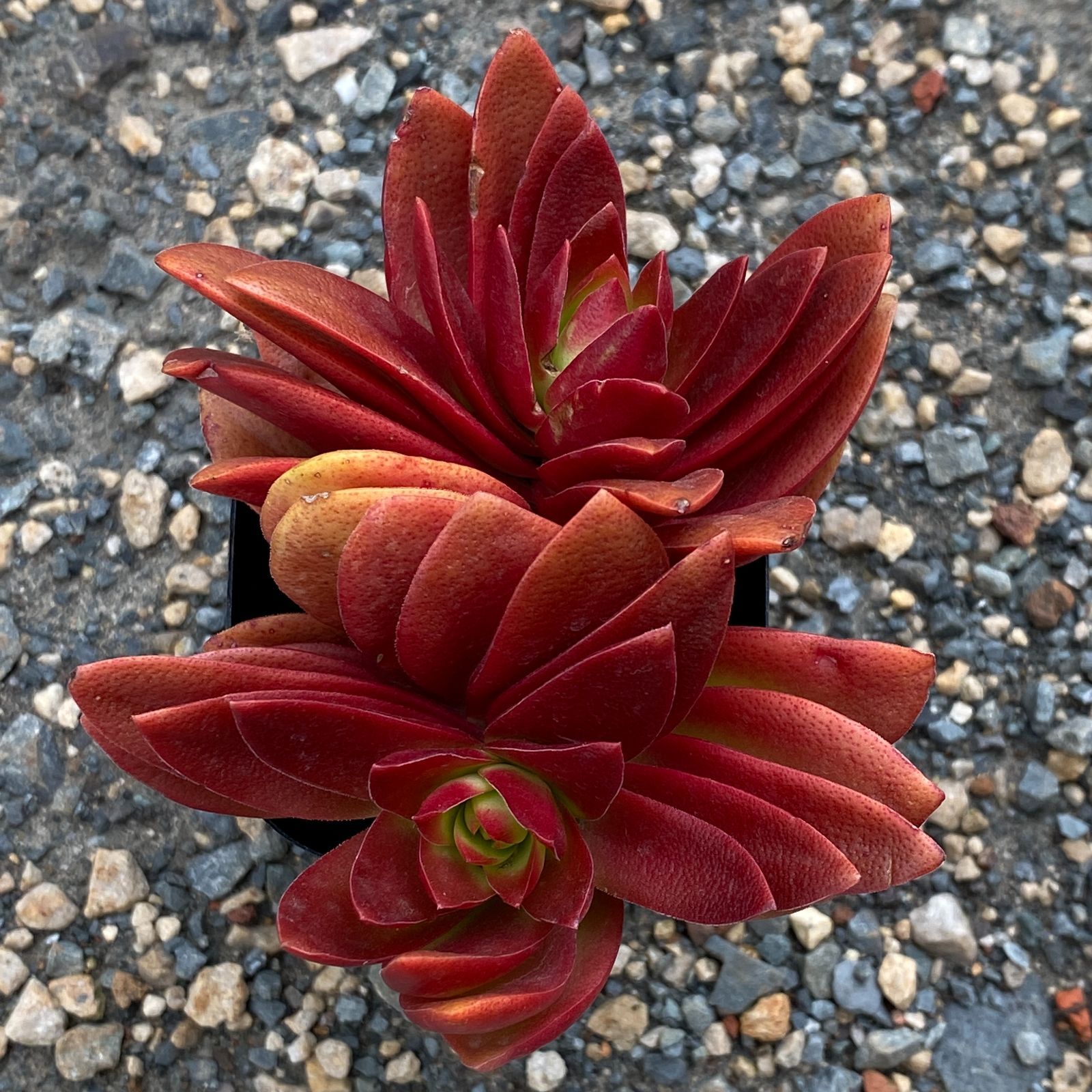 まっくす様専用 いちご苗セット 宅急便配送 いちご苗セット まっくす様専用