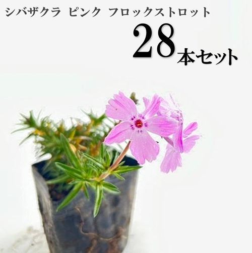28本セット】シバザクラ ピンク フロックストロット/9.0cmポット 芝桜