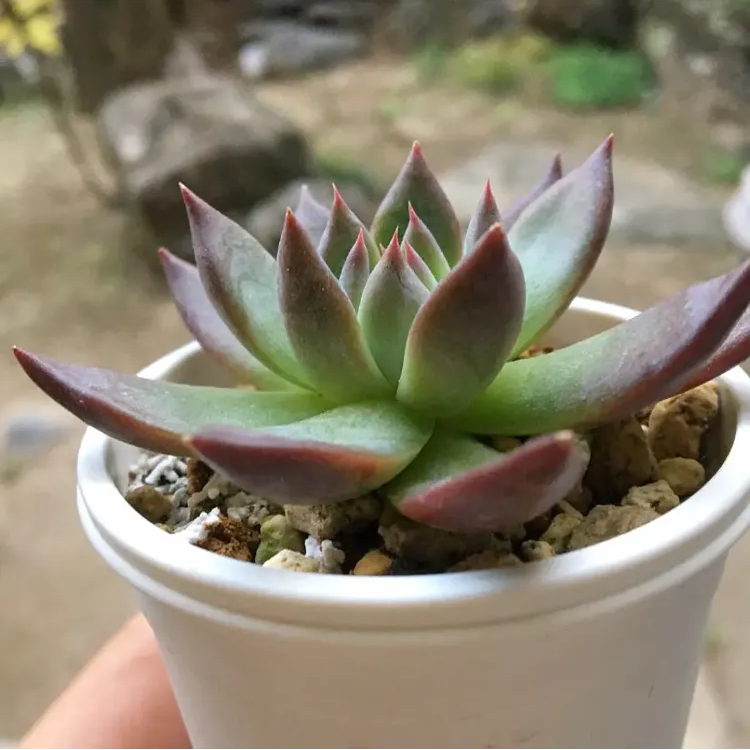 80  コロラータタパルパ　エケベリア　実生　多肉植物