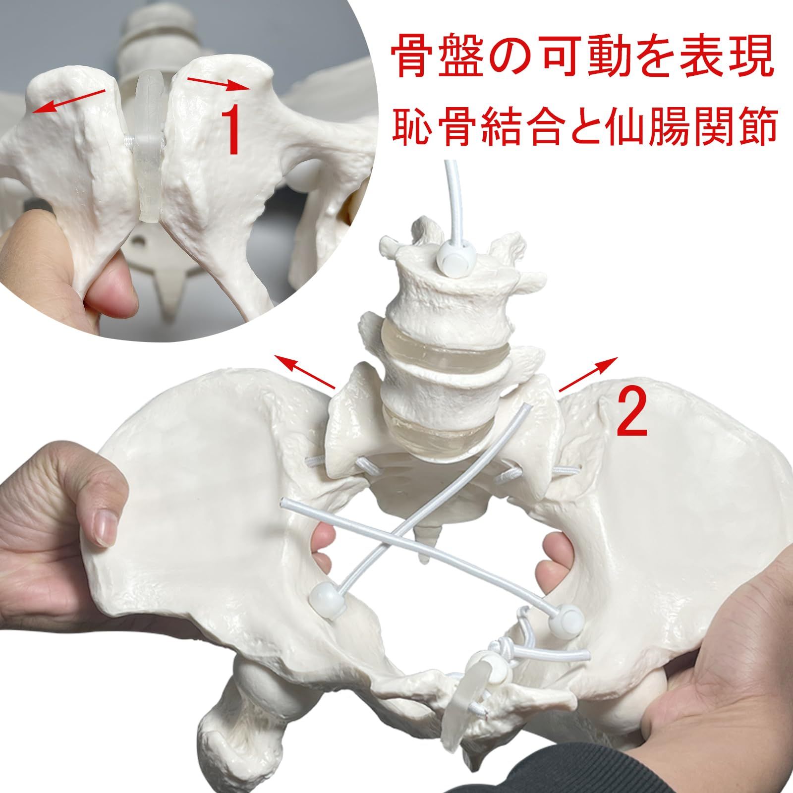 伸縮自在 女性等身大