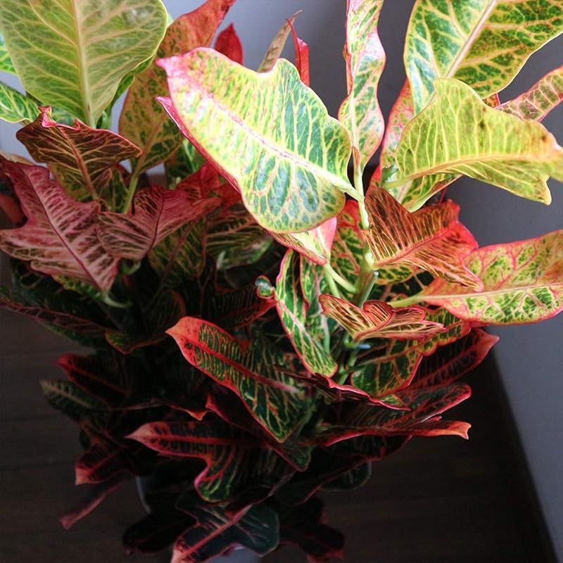 ＩＴＡＮＳＥ クロトン エクセレント 観葉植物 中型 7号プラスチック鉢 品種で選べる観葉植物 リビングやオフィス向きサイズ 1個 トウダイグサ科 コディアエウム属 WWW_NOITHATQUANGTHANH_NET