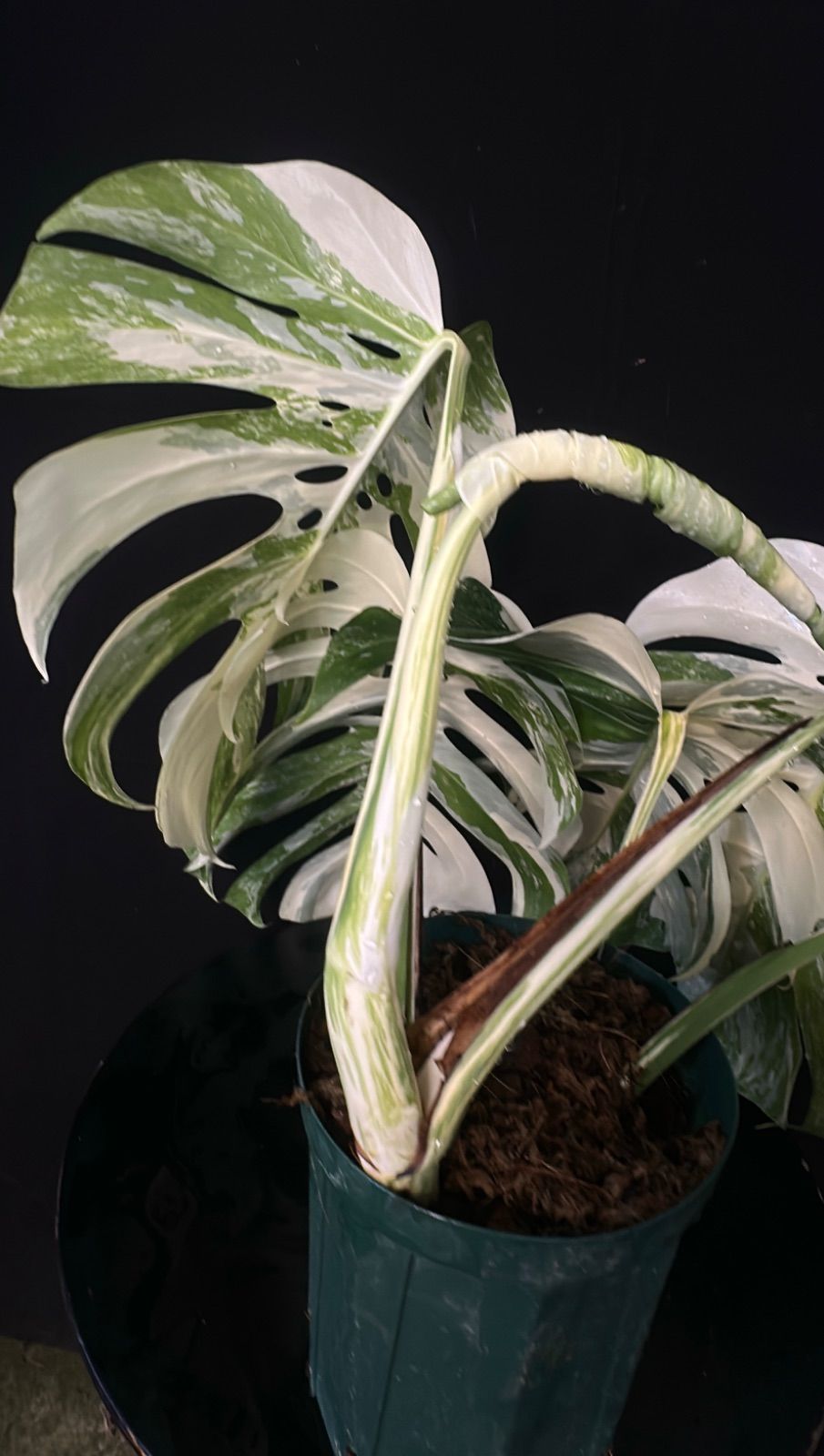 発根済み】斑入り モンステラ ホワイトタイガー Variegated