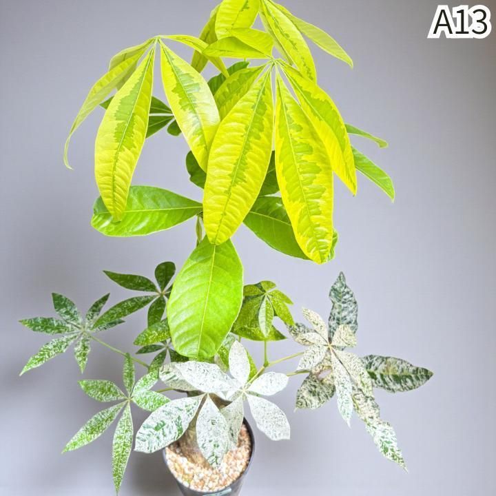 パキラ ミルキーウェイ × ムーンライト｜塊根風、複数接木A13｜無機質用土 パキラ ミルキーウェイ × ムーンライト｜塊根風、複数接木A13