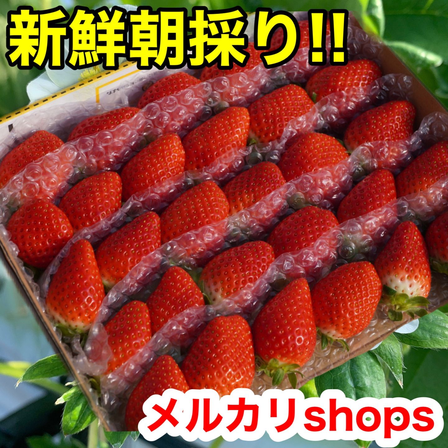 「新鮮朝採り」クール便‼️2箱 かんちゃん農園 甘いいちご