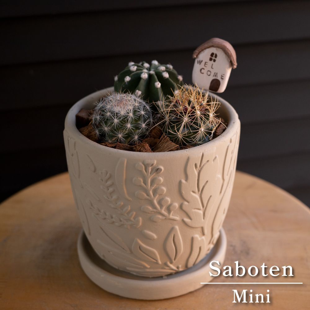 メルカリshops サボテン 寄せ植え 観葉植物 刺無短毛丸 和光丸 陶器鉢 ミニサボテン 多肉植物 メルカリshops サボテン 寄せ植え 観葉植物 刺無短毛丸 和光丸 陶器鉢 ミニサボテン 多肉植物