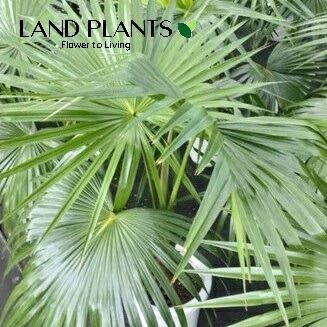 ヤシ（ビロウヤシ） 8号 プラスチック鉢 1鉢 ビロウヤシ ヤシの