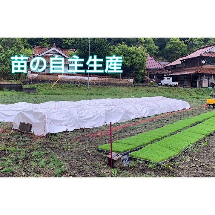 自然栽培米 山口県美祢産ミルキークイーン 15キロ精米 里山直送 - メルカリ