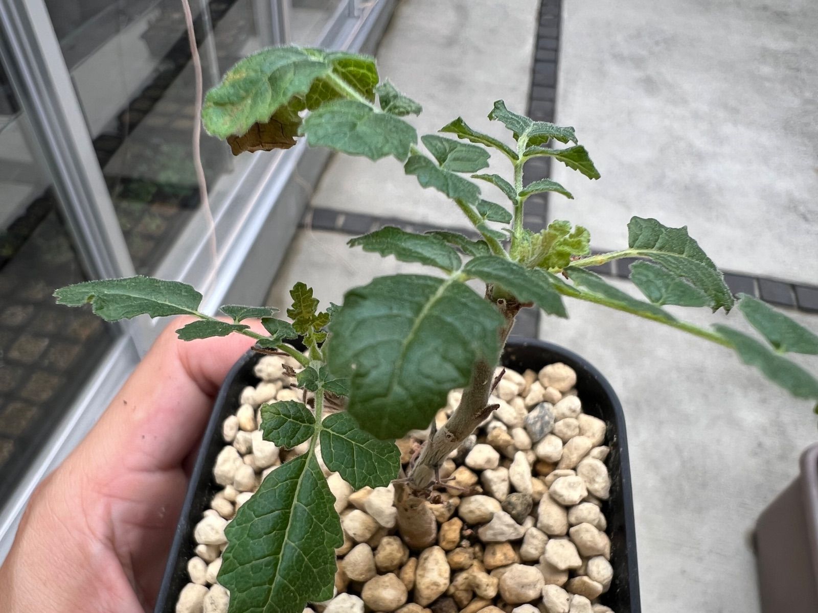 ボスウェリア サクラ Boswellia sacra 国内実生苗 - メルカリ