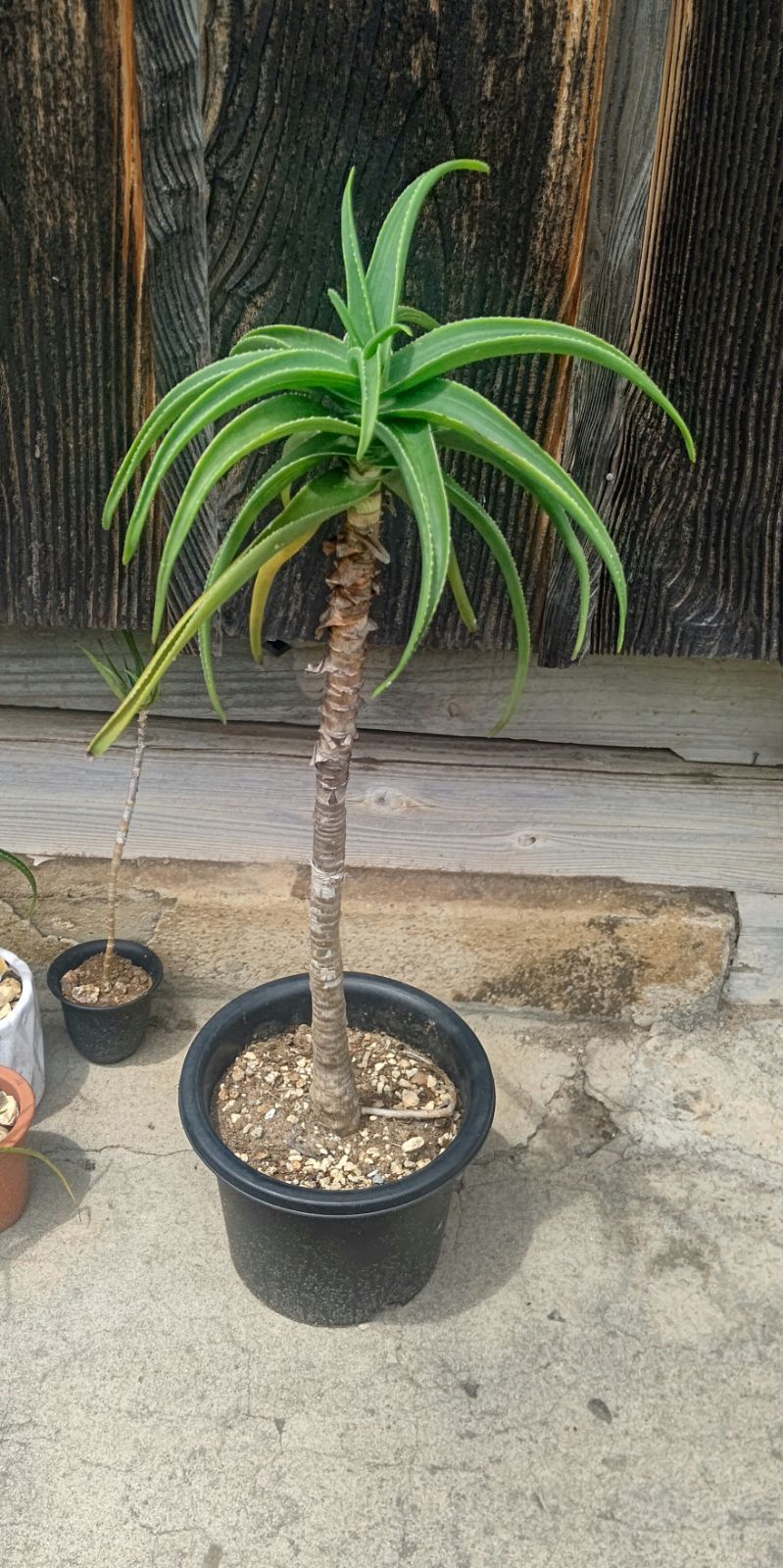 アロエストリアツラ(Aloe striatsula) （アロエストリアツラ 4頭