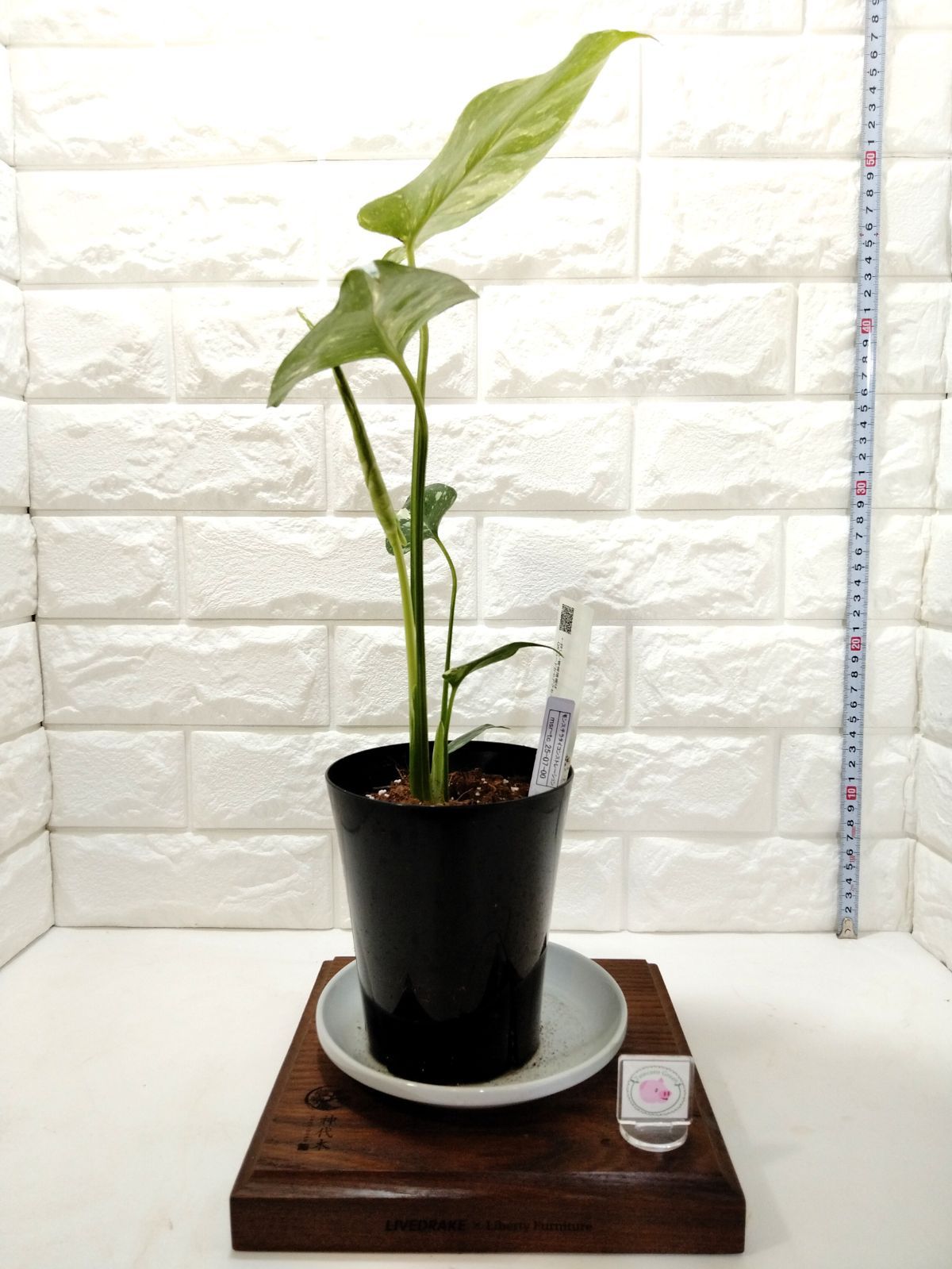 モンステラ タイコンストレーション 4号 msr-tc_25-07-000