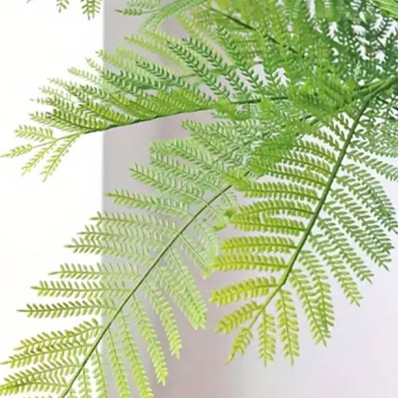 植物 エコ