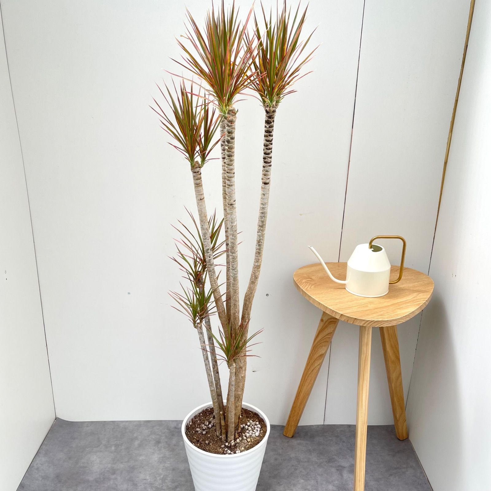現品　ドラセナ　コンシンネ　レインボー　32番　観葉植物　インテリアグリーン ドラセナ コンシンネ レインボー【現品】観葉植物 室内 大型
