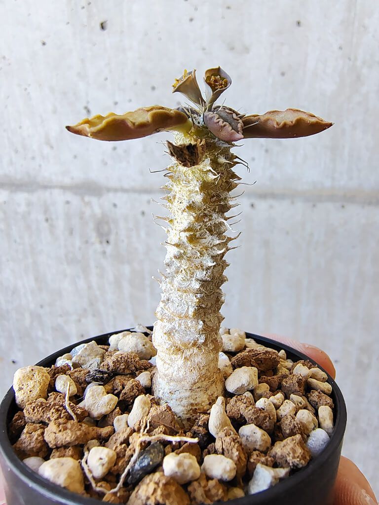 現品限り】ユーフォルビア・トゥレアレンシス【V28】 Euphorbia