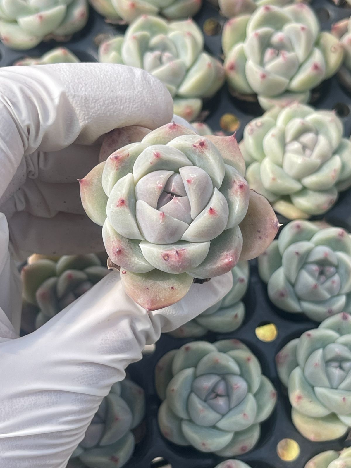 105株 S86-4 多肉植物 エケベリア 佳人 超美苗 サボテン 観葉植物 花 