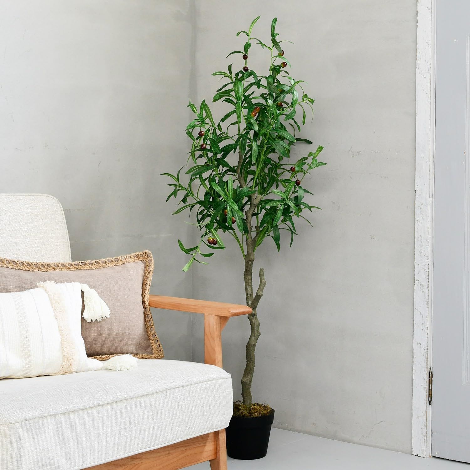 ハオルチア 白斑入りグリーン玉扇錦ホワイトクリスマス抜き苗発送