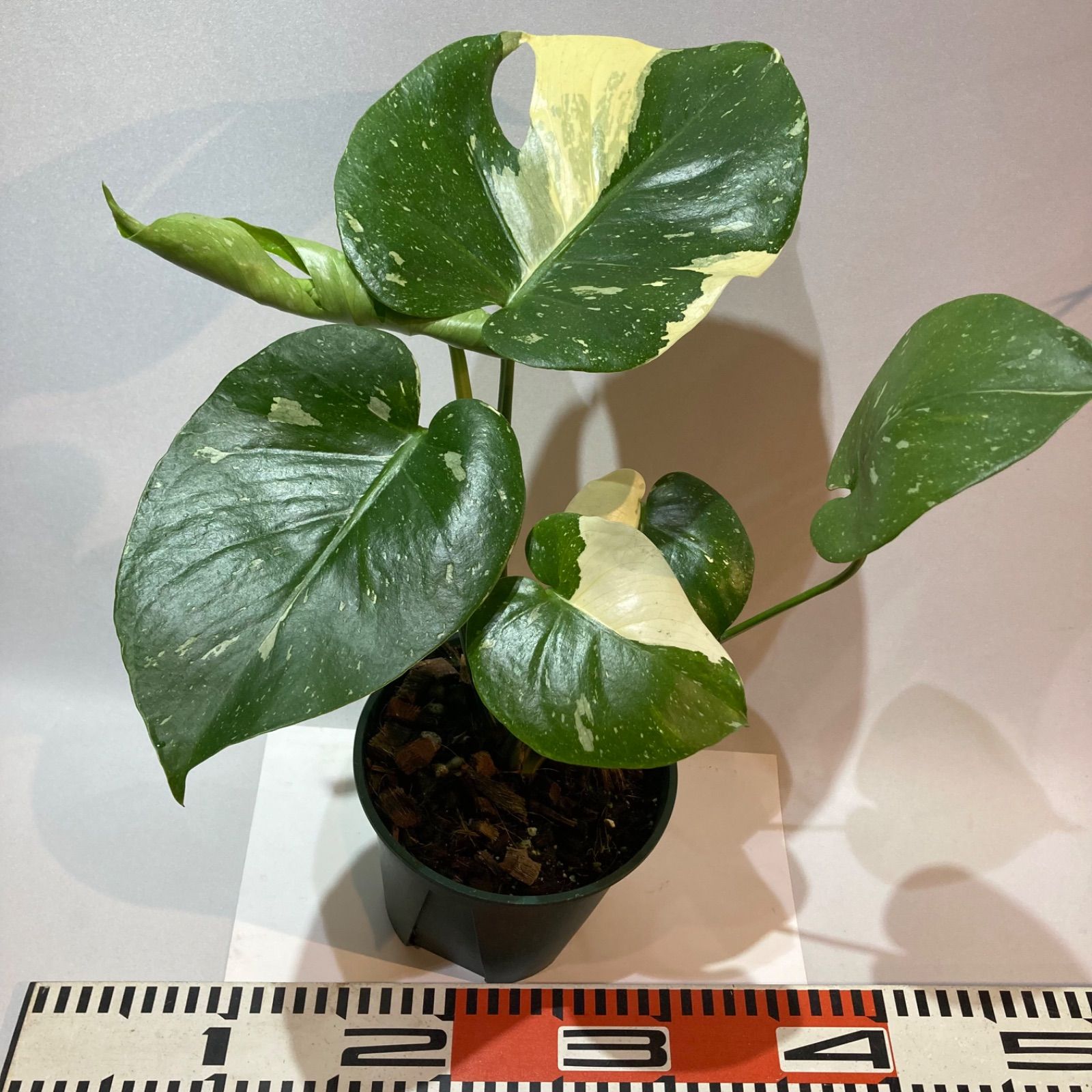 売約済※ モンステラ 斑入り 4【現品】☆希少☆ 観葉植物 室内 現品