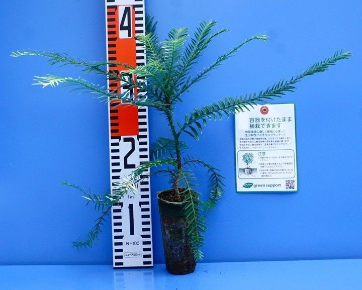 ジュラシックツリー(ウォレマイパイン） 1本 ※お一人様3本まで 商品の