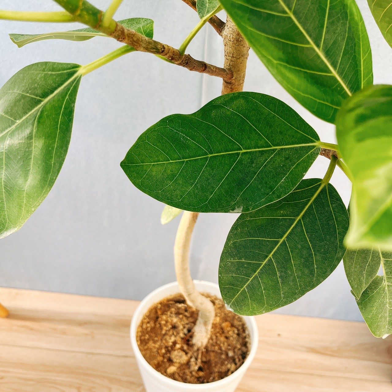 ［現品］フィカス　アルテシマ　曲がり　7号　観葉植物　室内　ゴムの木　おしゃれ Amazon｜フィカス アルテシマ曲がり7号 インテリアグリーン室内