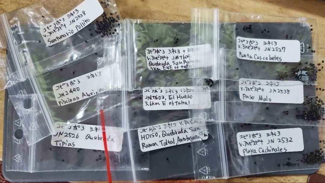 コピアポア シネ 黒王丸系 産地おまかせ 合計種子５０粒 YUZUMIYA_COM