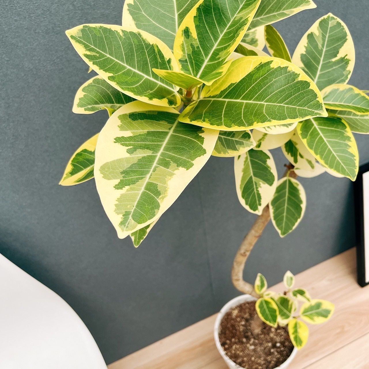 現品 30番 フィカス アルテシマ 曲がり 8号 観葉植物 室内 大型 ゴムの木 おしゃれ かわいい 斑入り