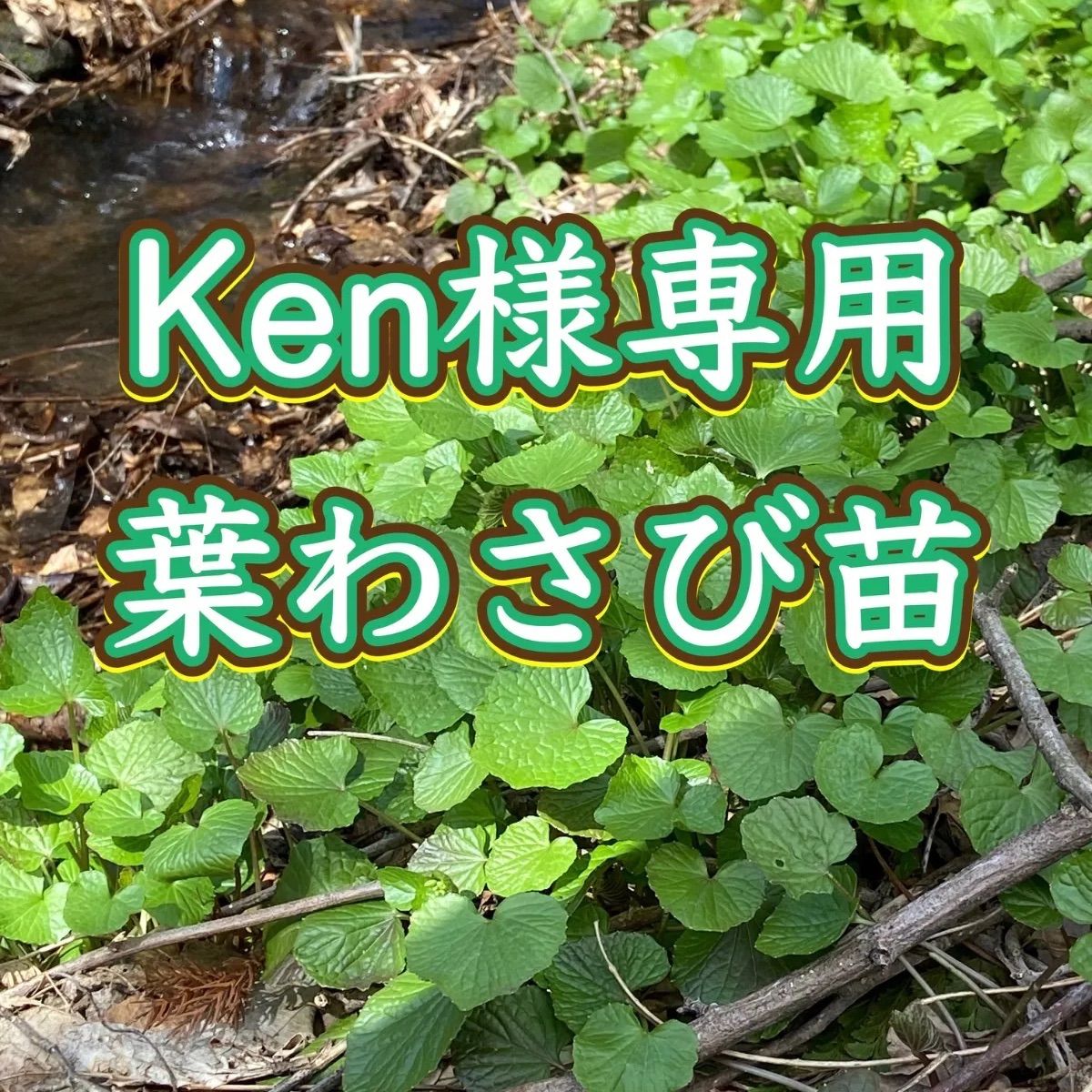 専用50株 うちこ 50株まとめ売り アガベ実生 うちこ様専用 50