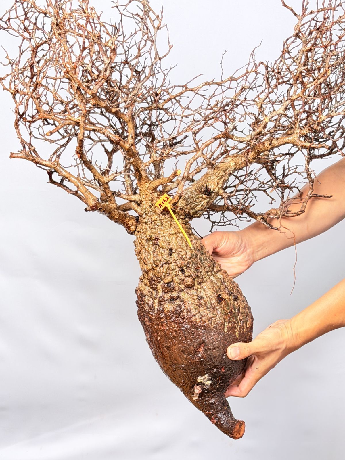 マダガスカル選抜