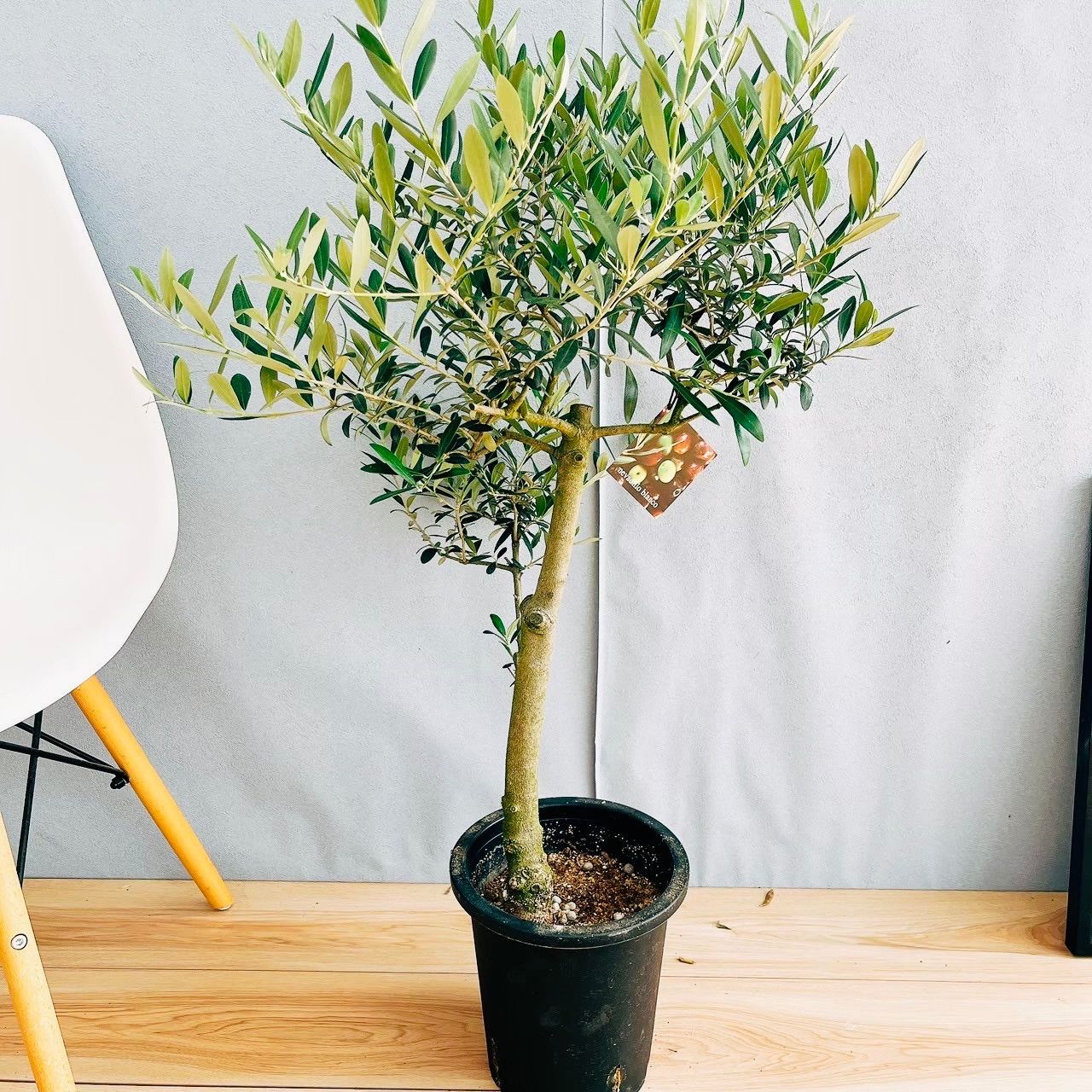 オリーブの木 souju ネバディロブランコ7号 植木 苗木 庭木 厳選株