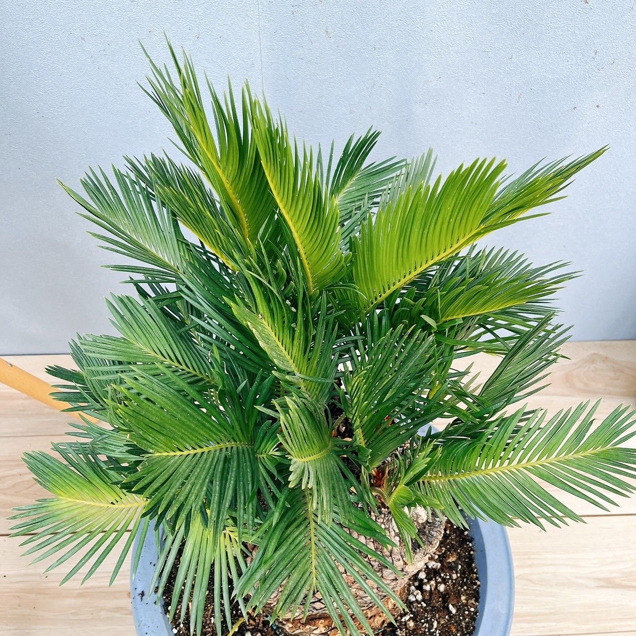 【現品】ビロウ椰子　ビロウヤシ　8号　2B番 現品】ビロウ椰子 ビロウヤシ 8号 2B番 - メルカリ