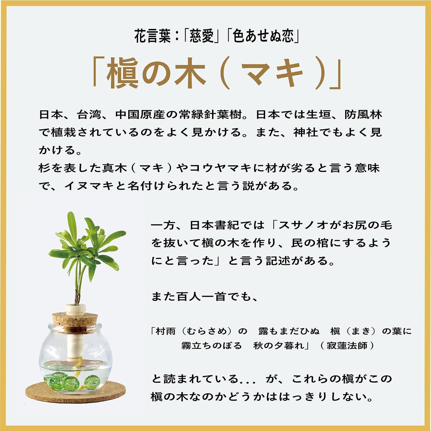 水やり簡単なミニ観葉植物
